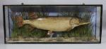 preserved and mounted fish
